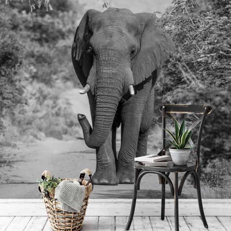 Fotobehang Olifant close up zwartwit