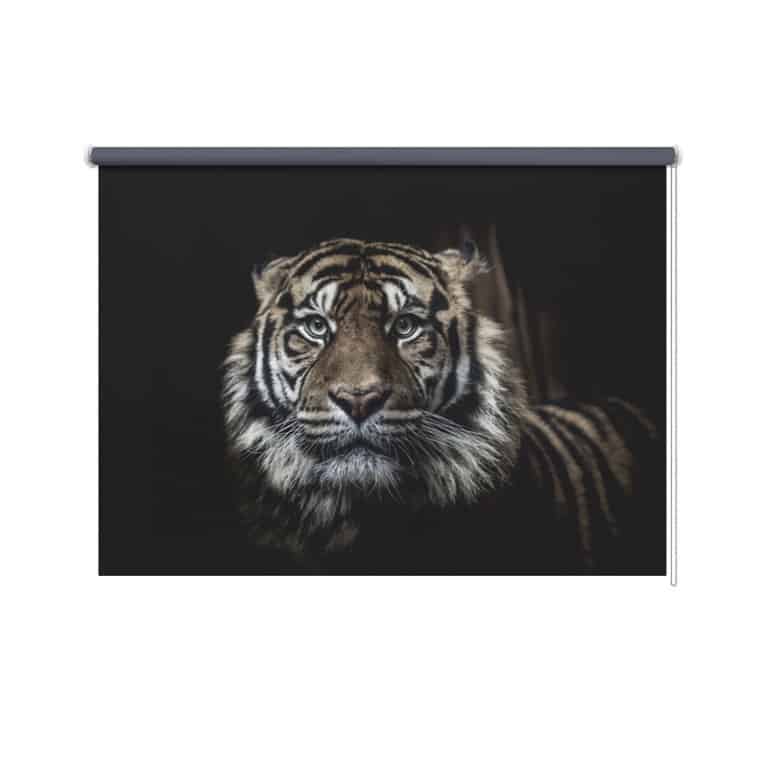 Rolgordijn Tijger close up zwarte achtergrond