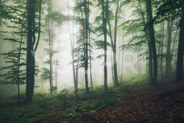 Fotobehang Mist in bos