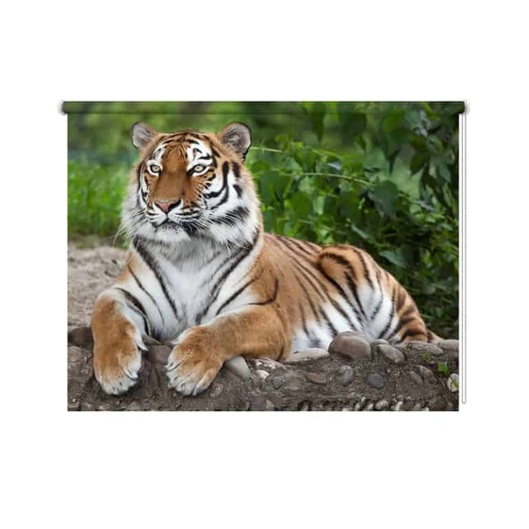 rolgordijn tijger op wacht