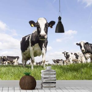 fotobehang koeien in weiland