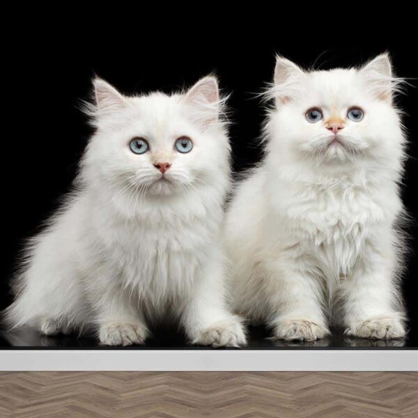 fotobehang 2 witte kittens