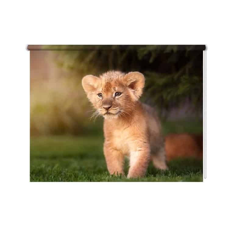 rolgordijn leeuwtje in het gras