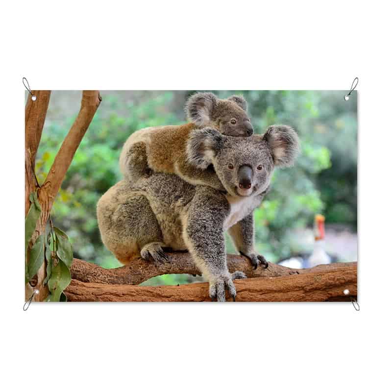 Tuinposter Koala met jong