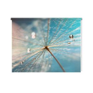rolgordijn dandelion met waterdruppels 2