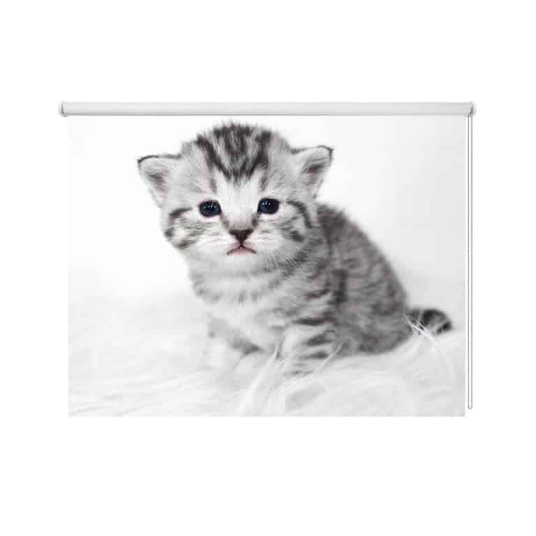 rolgordijn schattig katje