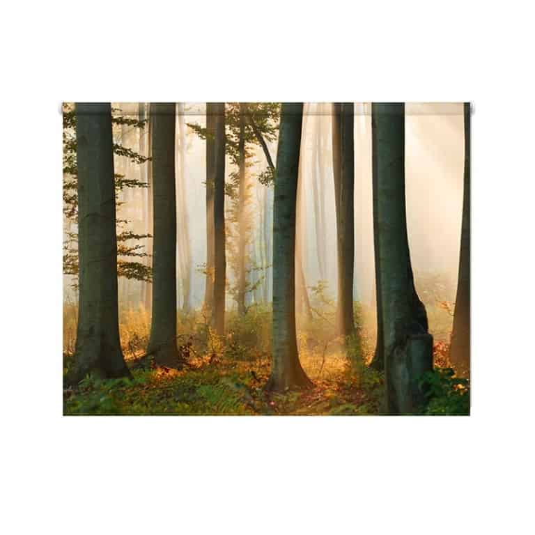 rolgordijn bos in ochtendnevel