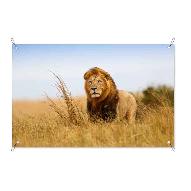 tuinposter leeuw in afrika