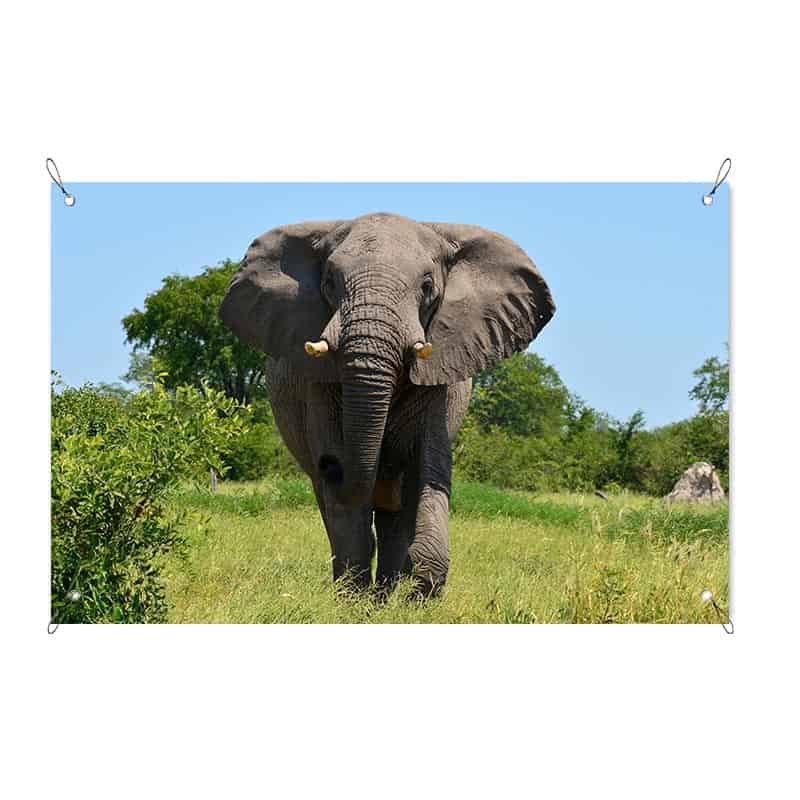tuinposter olifant in het veld