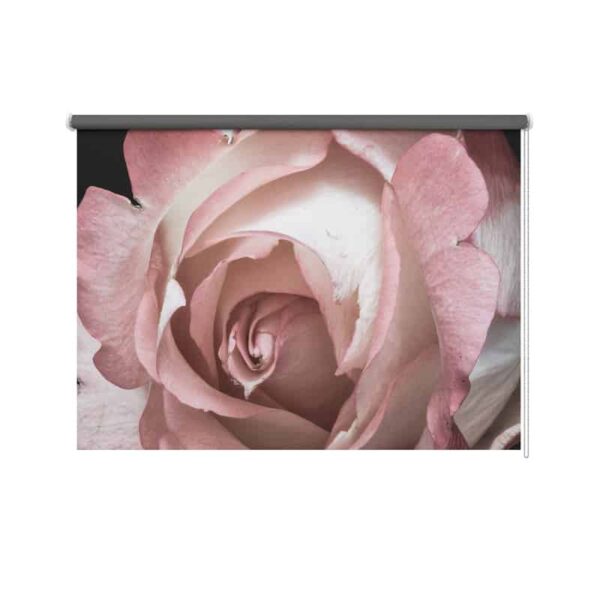 Rolgordijn Roze roos close-up