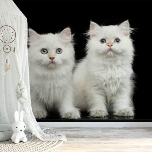 Fotobehang 2 witte kittens