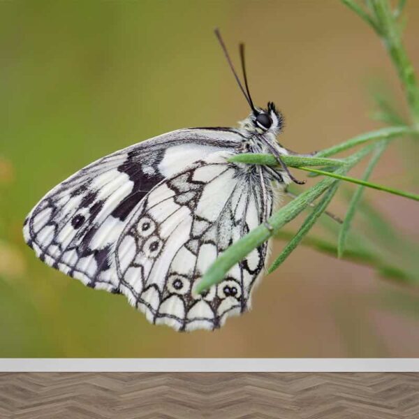 Fotobehang Vlinder op grasspriet