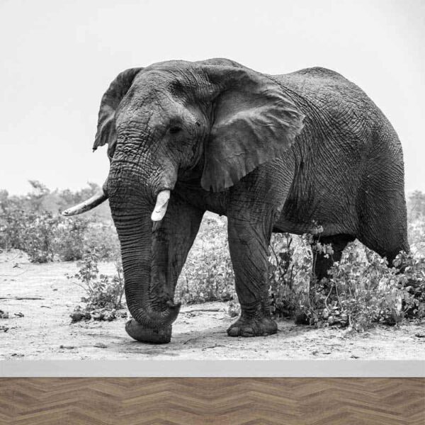 Fotobehang Grote olifant