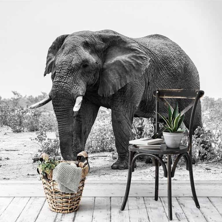 Fotobehang Grote olifant