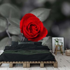 Fotobehang Rode roos op grijze achtergrond