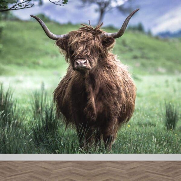 Fotobehang Schotse hooglander in weiland