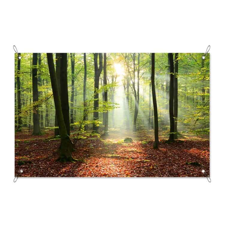 Tuinposter Ochtend in het bos