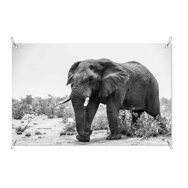 Tuinposter Grote olifant