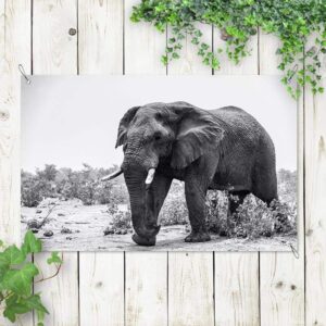 Tuinposter Grote olifant