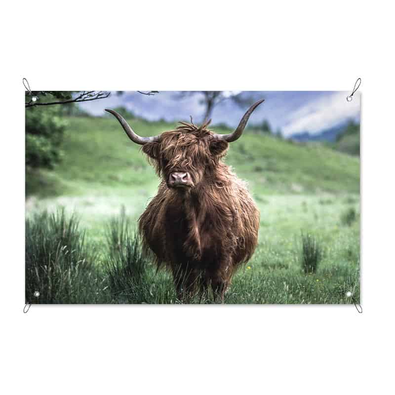 Tuinposter Schotse hooglander in weiland