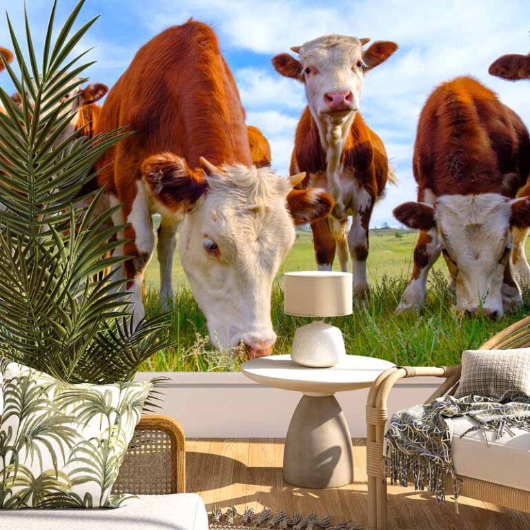 Fotobehang Jonge koeien in weiland