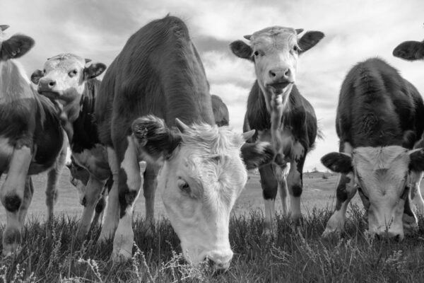 FOTOBEHANG Jonge koeien in weiland zwartwit