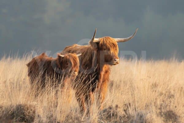 Fotobehang Schotse hooglander met kalf
