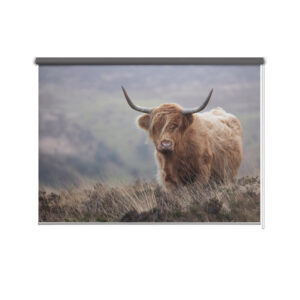 Rolgordijn Schotse hooglander koe close up