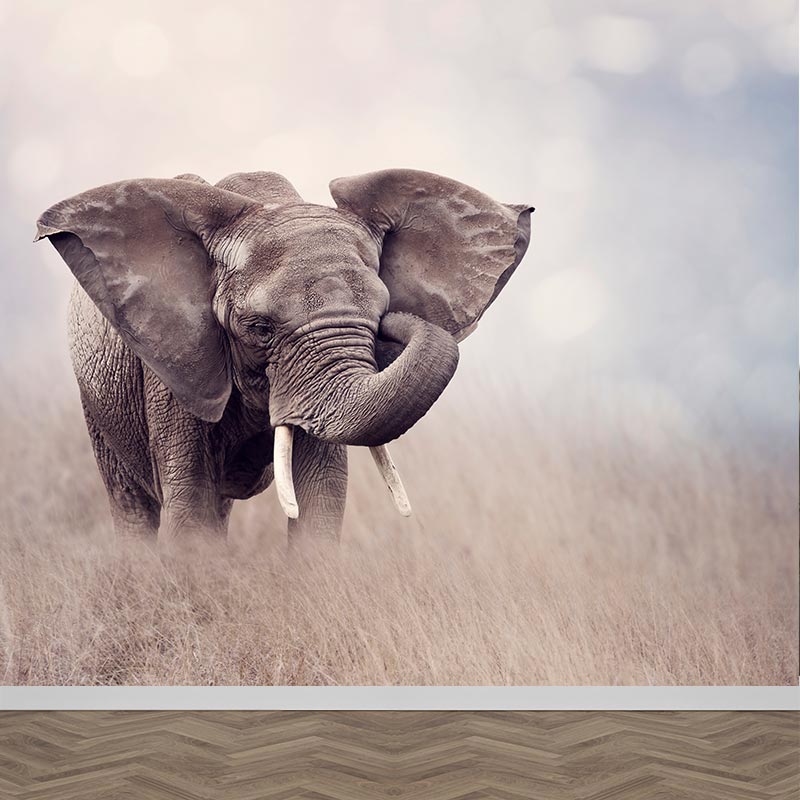 Fotobehang Jonge olifant