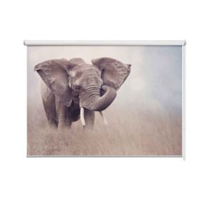 Rolgordijn Jonge olifant