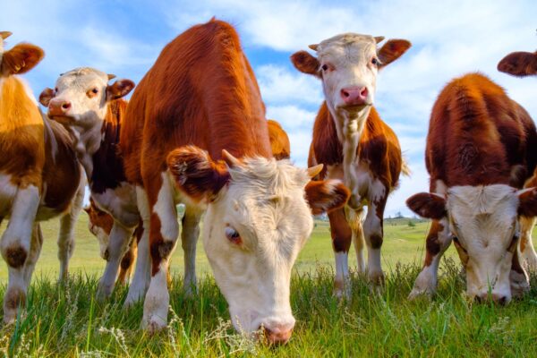 FOTOBEHANG Jonge koeien in weiland kleur