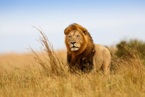 Fotobehang leeuw in Afrika kleur