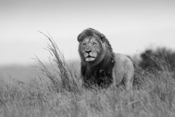 Fotobehang leeuw in Afrika zwartwit
