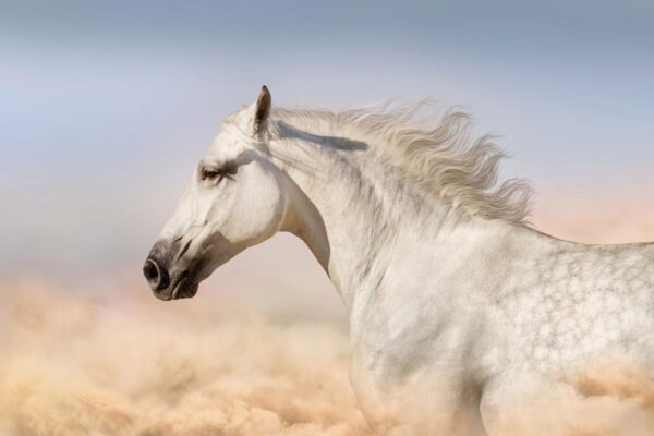 Fotobehang Wit paard in woestijn kleur