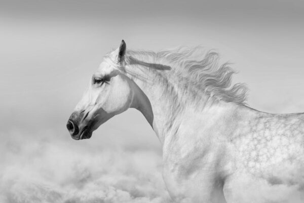 Fotobehang Wit paard in woestijn zwartwit