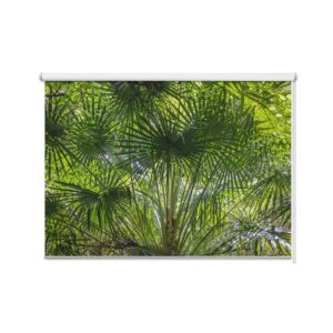 Rolgordijn Onder de palmboom