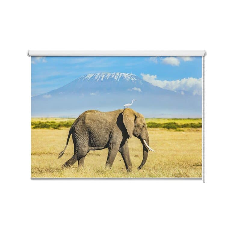 Rolgordijn Olifant met vogel