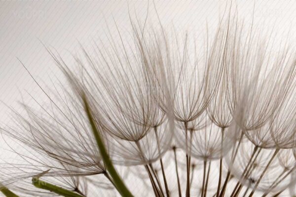Badkamer behang Dandelion in lichte kleuren