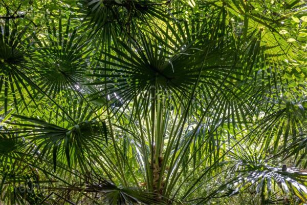 Badkamer behang Onder de palmboom