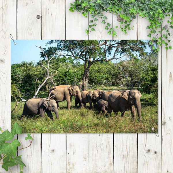 Tuinposter Kudde olifanten