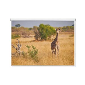 Rolgordijn Jonge giraf