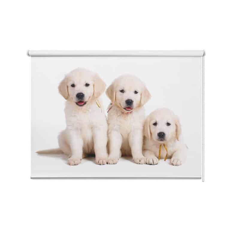 rolgordijn Labrador pups
