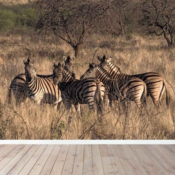 Fotobehang Zebra groep
