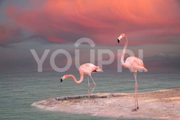 behang Flamingo's aan de oever