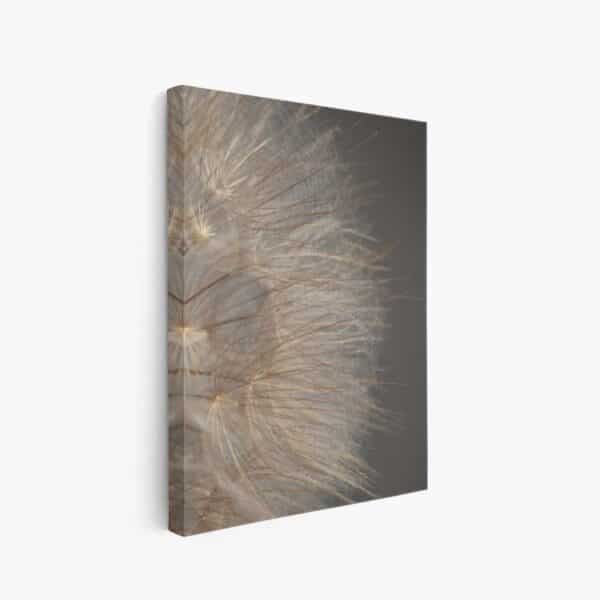 Canvas dandelion dichtbij bruin