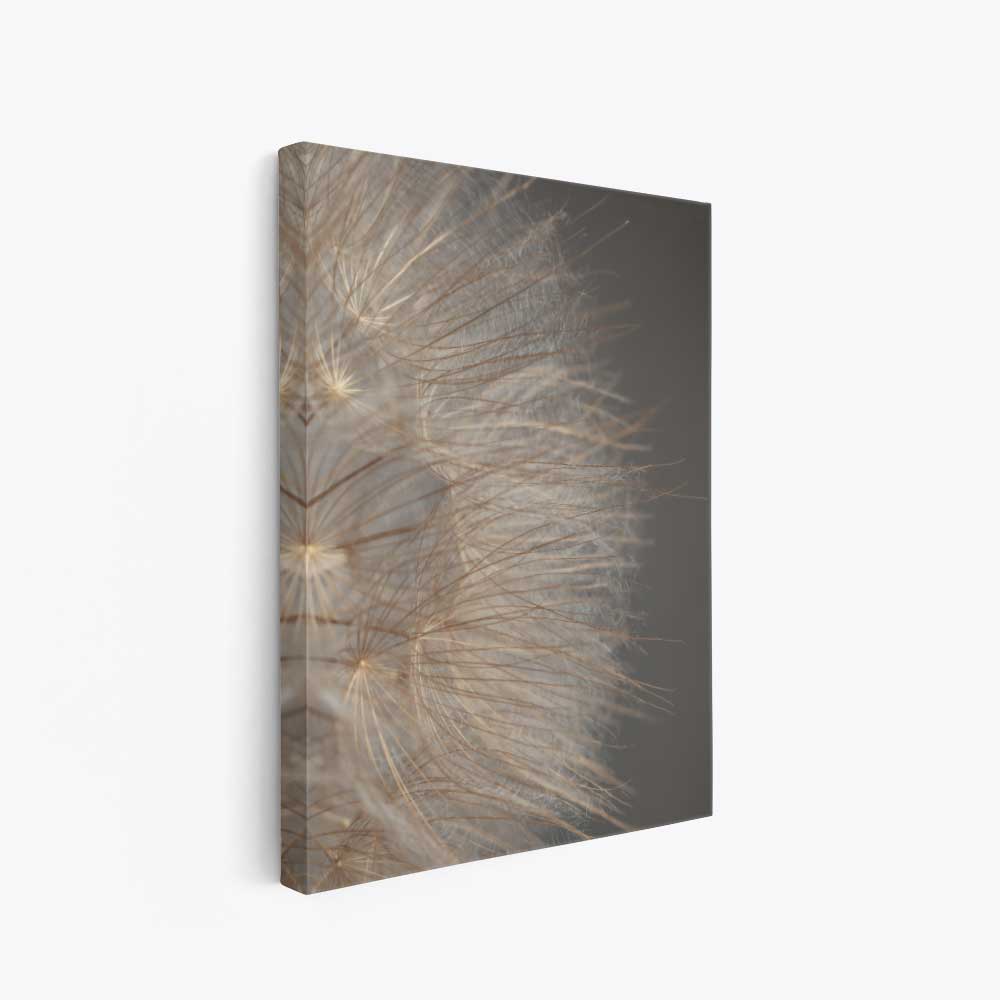 Canvas dandelion dichtbij bruin