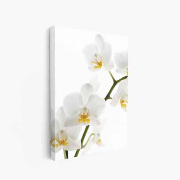 canvas Witte orchidee