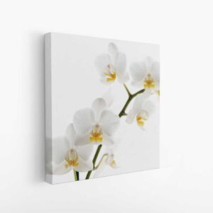 canvas Witte orchidee