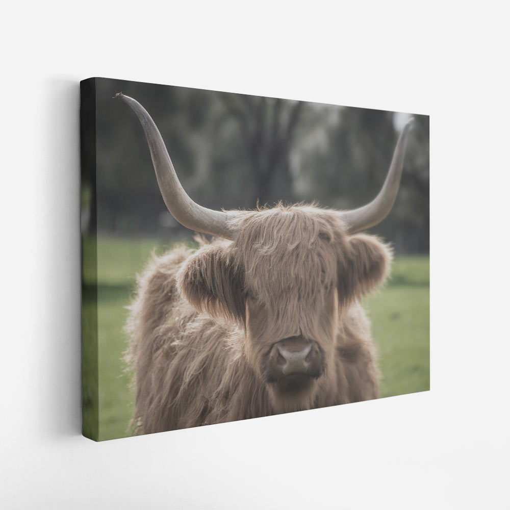 Canvas Schotse hooglander in wei